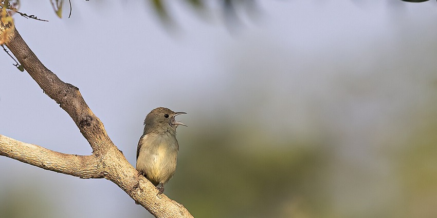 Enjoy bird watching at this wildlife sanctuary to capture the vibrant avian life