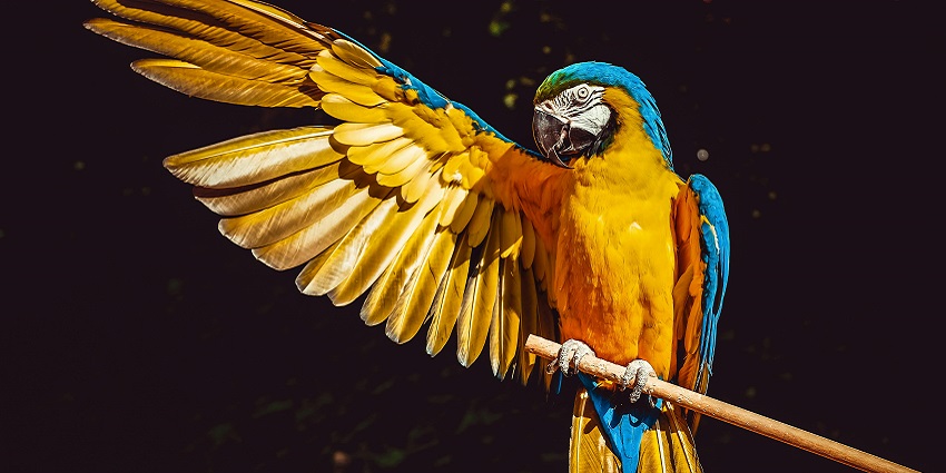 A glimpse of a colourful parrot spotted at the famous Jambughoda Wildlife Sanctuary.