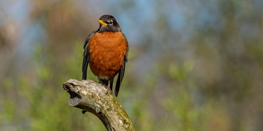 Image of the southern Hill Myna sitting on a branch at BR Hills in its natural habitat