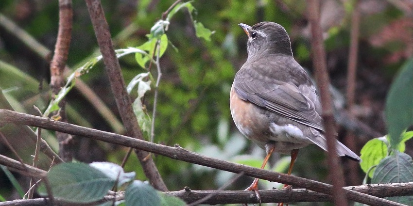 Close up shot of a eyebrowed thrush on a tree branch