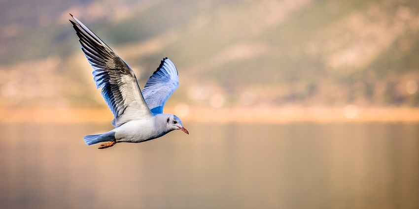 Witness some vibrant bird species as this reserve houses many bird species as well.