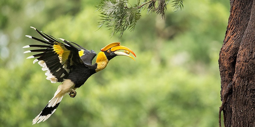 The region full of vibrant flora and fauna offers an enchanting experience of birdwatching.