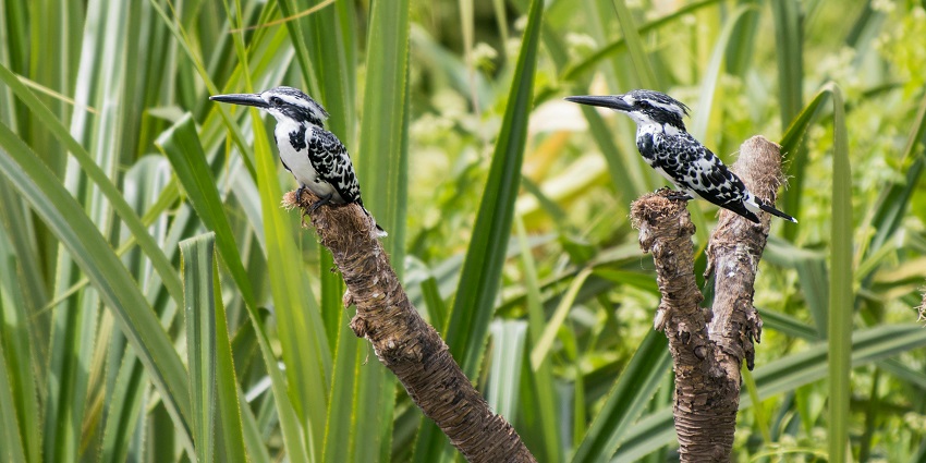 Birdwatching at the sanctuary is an amazing experience, offering sights of diverse species.