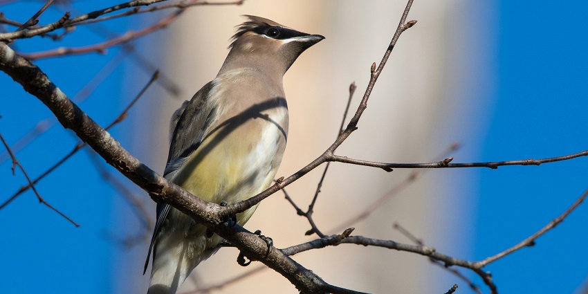 Enjoy birdwatching at Karoh Peak which is one of things to do in Morni Hills, Haryana.