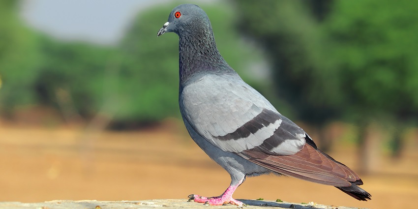 This sanctuary has a variety of pigeons, hornbills, bulbuls and more you can view