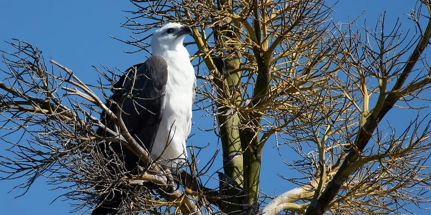 A majestic white bird sitting on a tree, a sight worth capturing for avifauna enthusiasts