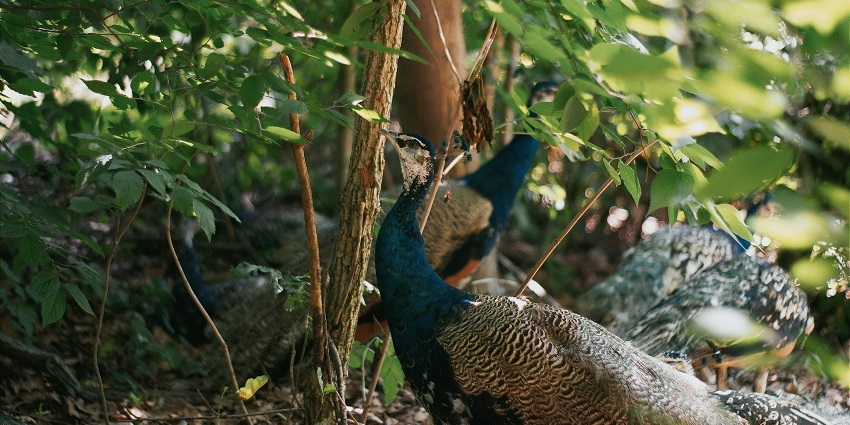 View of a beautiful peacock hiding behind the shrubs, a perfect sight for bird lovers
