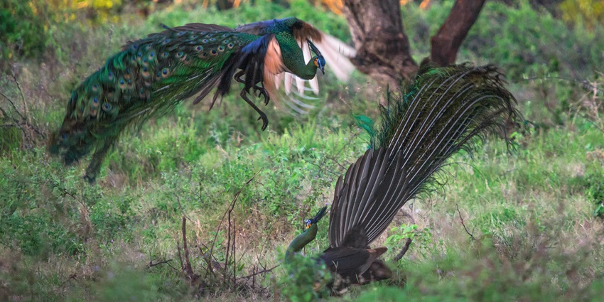 Explore the birds and take pictures during the Jungle Safari Thummalabailu.