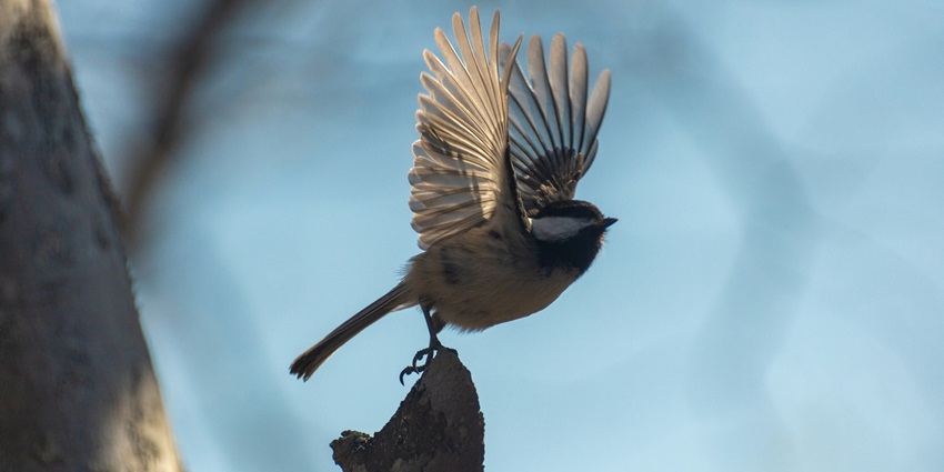 Birdwatching is one of the best things to do at Kuldiha Wildlife Sanctuary for travellers.