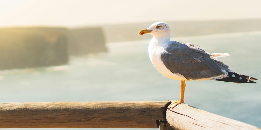 Bird watching is one of the most interesting things to do in Lengteng Wildlife Sanctuary.