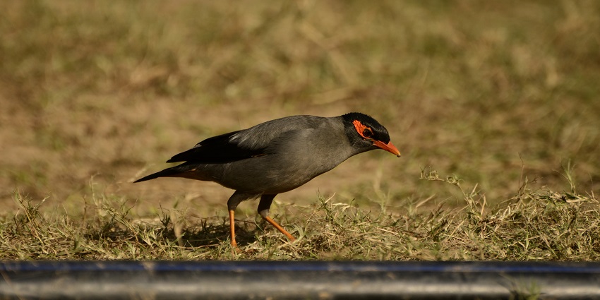 A Bank Myna spotted in Birdwatching Points, the best place in Keoladeo National Park.