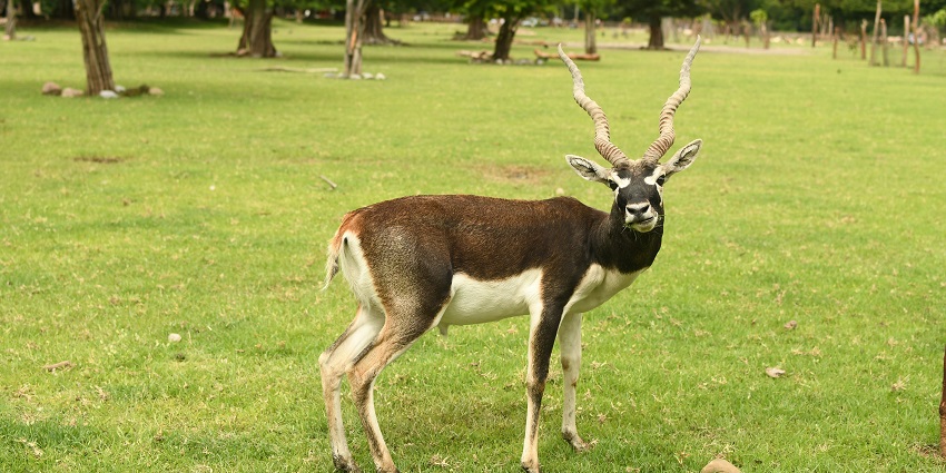 A deer spotted during the Bishnoi Village Safari, one of the top zoos in Jodhpur.
