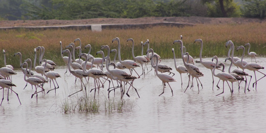 Bishnoi Village is one of the best places to visit near Jodhpur for picturesque views.
