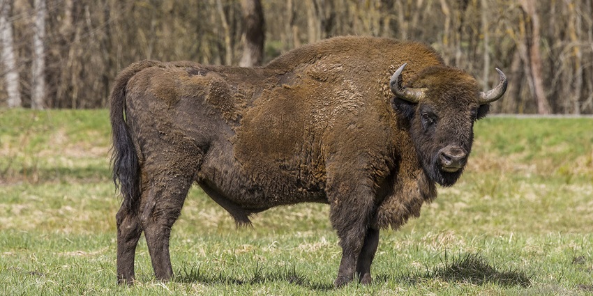 An image of the Bison Lodge in Satpura, Madhya Pradesh, a popular tourist attraction near Forsyth Lodge, Satpura National Park.