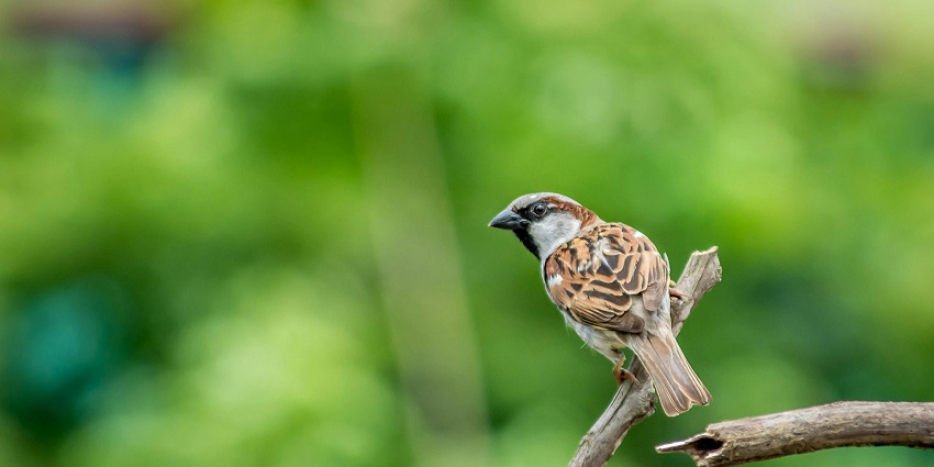 An image of a brown and black bird sitting on a tree in one of the national parks.