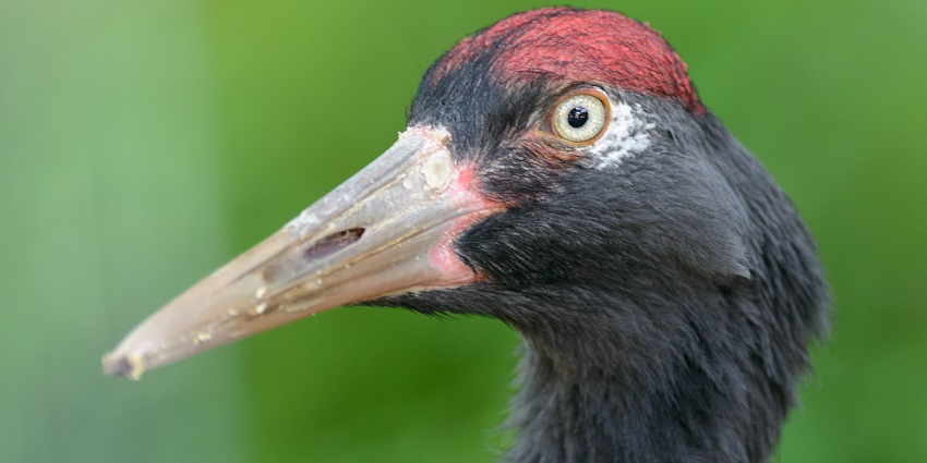A photo of Phobjikha Valley in Bhutan showing a black-necked crane gracefully.