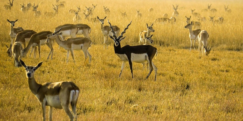 A glimpse of a herd of blackbucks with horns standing amidst the yellow-green grassland.