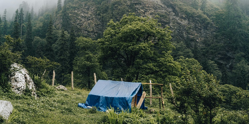 A mesmerising view of a lush forest with a blue tent in the middle during the daytime.