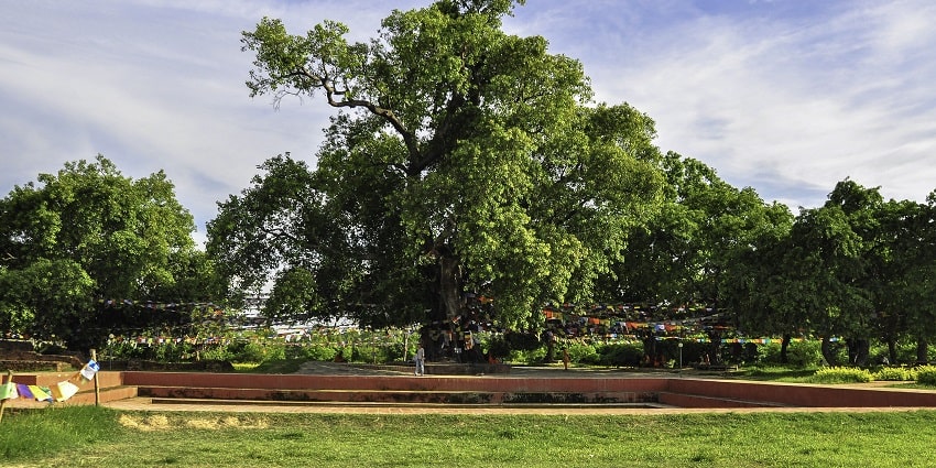 Bodhi Tree is considered a sacred pilgrim site under which Siddhartha Gautam was born.