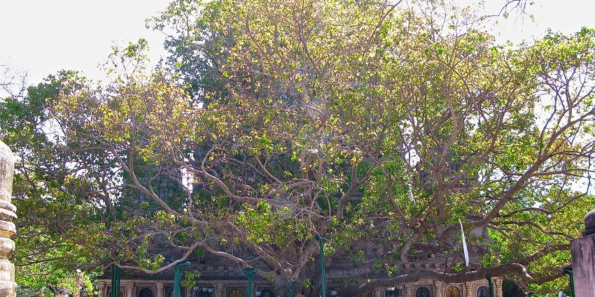 An image of the Bodhi Tree, a place to visit on your trip to Mahabodhi Temple, Bihar, India.