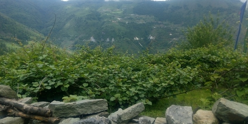 Lush green hills and misty ridgelines near Bomdila, Arunachal Pradesh, showcasing serene natural beauty.