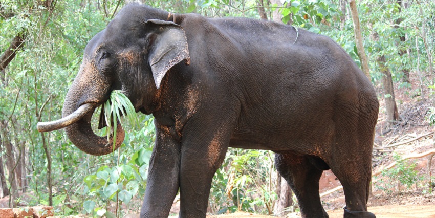A scenic view of Bondla Wildlife Sanctuary, showcasing lush greenery and natural beauty.