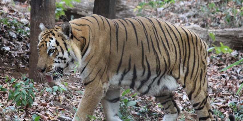 Royal tiger roaming the lush landscapes of the sanctuary, an ideal spot for animal lovers