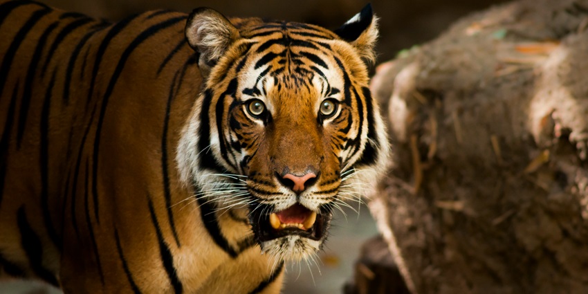 An image of Bondla Wildlife Sanctuary which is one of the offbeat places to visit in Goa in June.