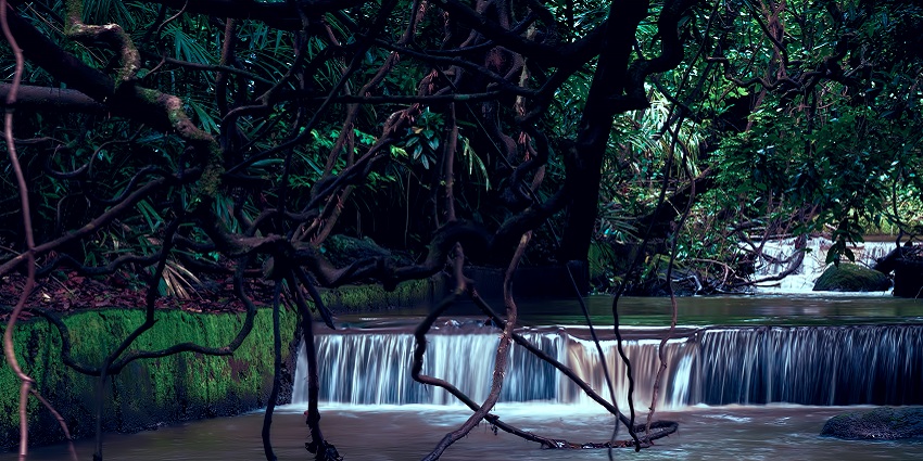 Bondla Wildlife Sanctuary is home to a variety of animals including the Indian bison, deer and leopard.