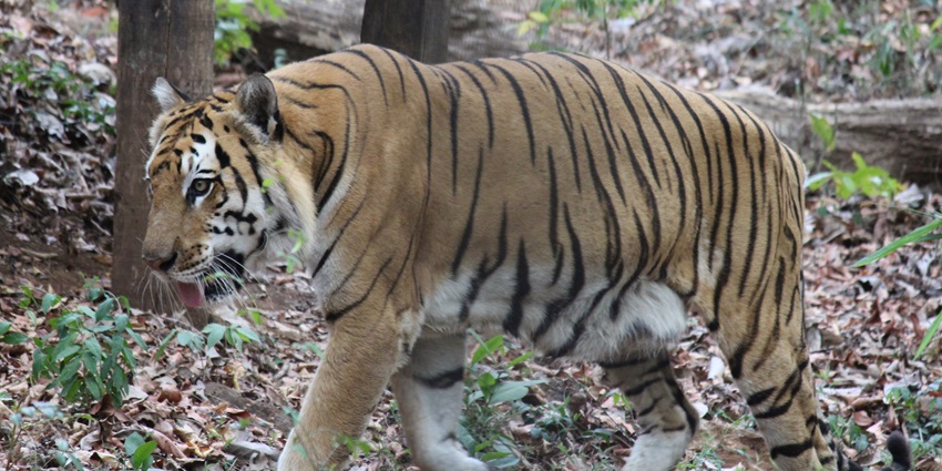 A picture of a majestic tiger roaming around in the forest of Bondla Wildlife Sanctuary