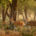 A picture of two Deers roaming in the serene landscape of Bori Wildlife Sanctuary