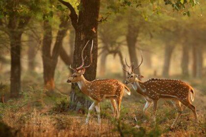 A picture of two Deers roaming in the serene landscape of Bori Wildlife Sanctuary