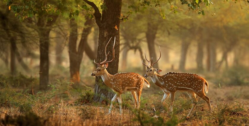 A picture of two Deers roaming in the serene landscape of Bori Wildlife Sanctuary