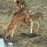 A picture of a group of deer drinking water from a nearby river