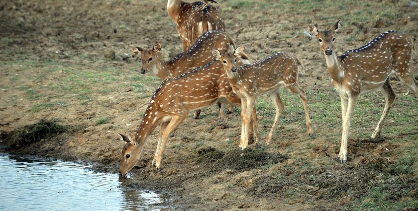 A picture of a group of deer drinking water from a nearby river