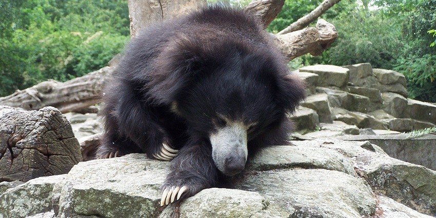 A sloth bear foraging on the ground, with its distinctive shaggy black fur in Bori Wildlife Sanctuary.