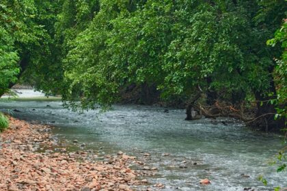 A glimpse of the famous Sanjay Gandhi National Park, a tourist hotspot in Maharashtra.