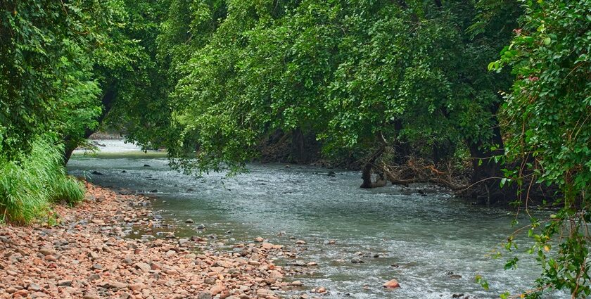 A glimpse of the famous Sanjay Gandhi National Park, a tourist hotspot in Maharashtra.