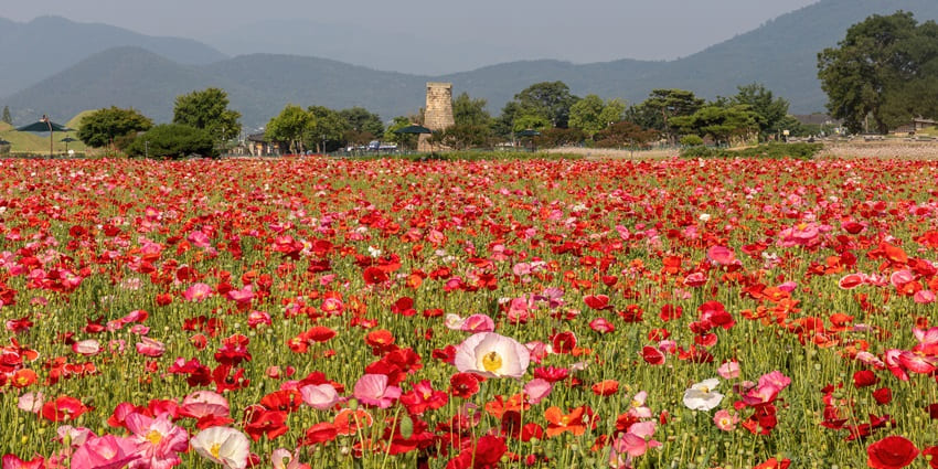 Beautuful image of the Bougainvillaea Park, in the list of places to visit in Chandigarh