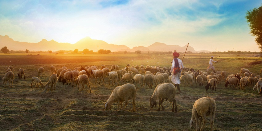 A man herding sheep along a dirt road, portraying rural life in the outskirts of Sri Ganganagar