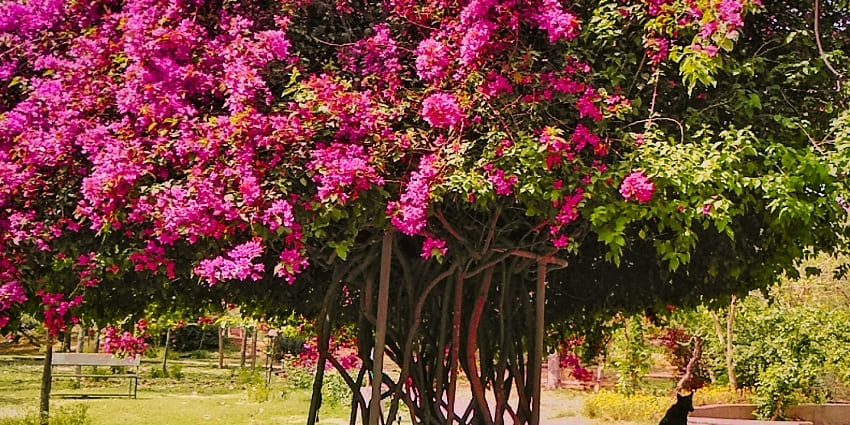 Buddha Jayanti Park is the epitome of lush greenery and bright Bougainvillaeas.