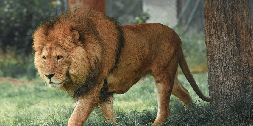 A wild Lion walking, showcasing the diverse wildlife in Bhutan's forests