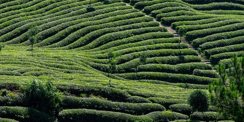 Tea garden with lush green tea bushes and trees, showcasing the serene landscape.