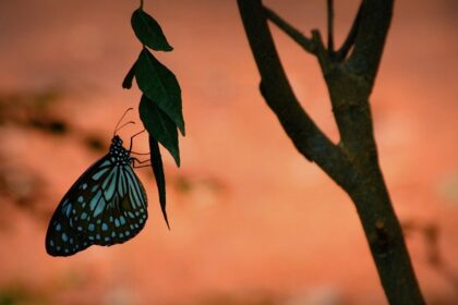 Butterfly on the leaf at Butterfly Park Bannerghatta National Park in Karnataka