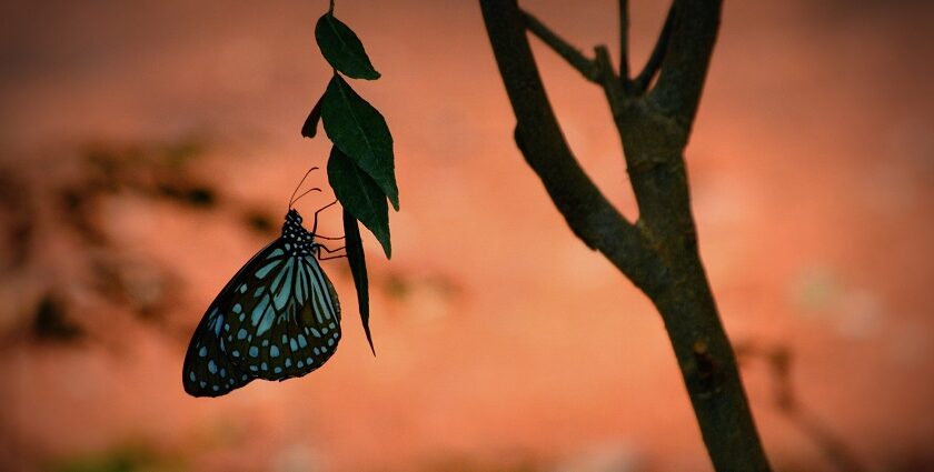 Butterfly on the leaf at Butterfly Park Bannerghatta National Park in Karnataka