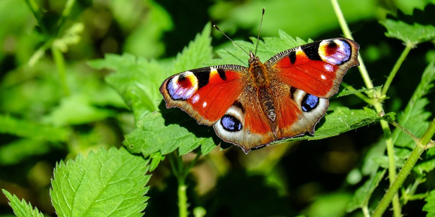 Butterflies in the Butterfly garden provide a relaxing sight for tourists.