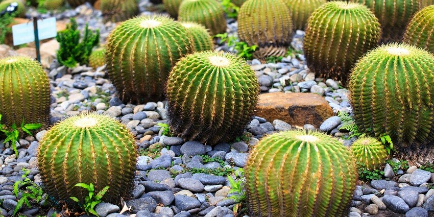 The variety of cacti in Cactus Garden is extremely diverse, making it a fun experience.