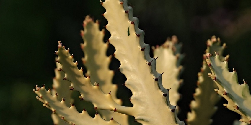 A cactus plant with intricate patterns of spines and succulent green pads.