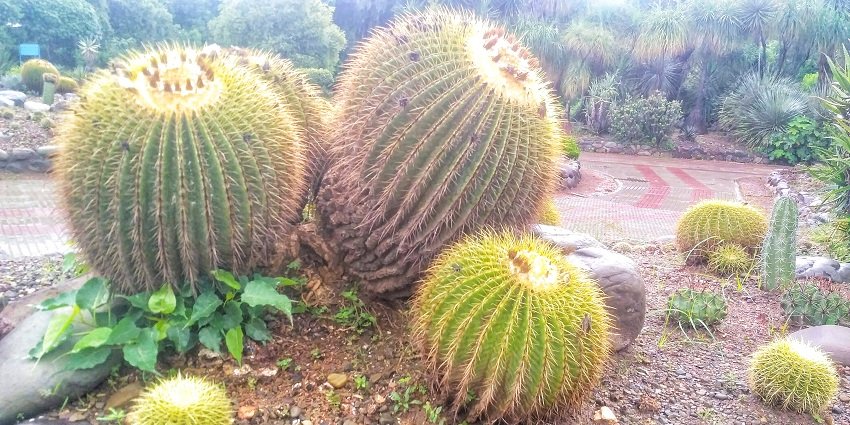 Cactus Garden is one of the most amazing places to visit in Kalka for travellers.