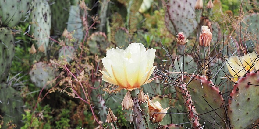 Cactus garden nearby offers a unique experience with the variety of catus plants it houses